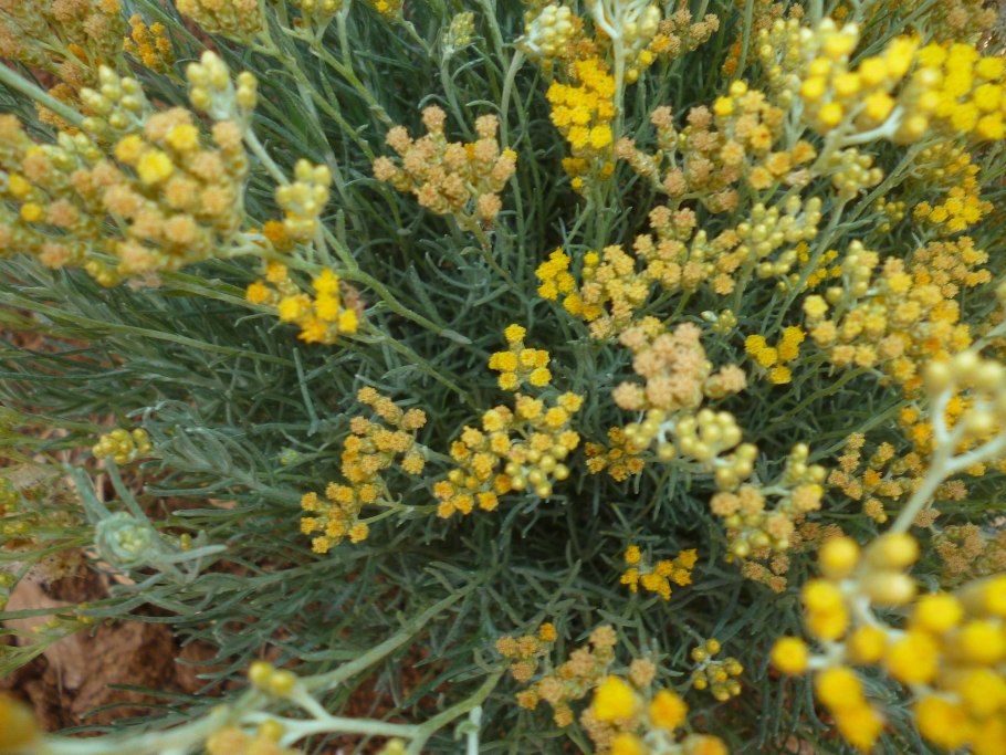 Бессмертник песчаный