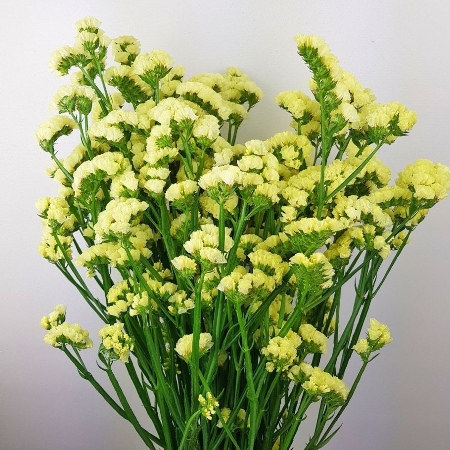 Статица суприм желтая