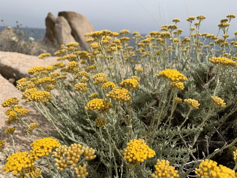 Бессмертник песчаный цмин