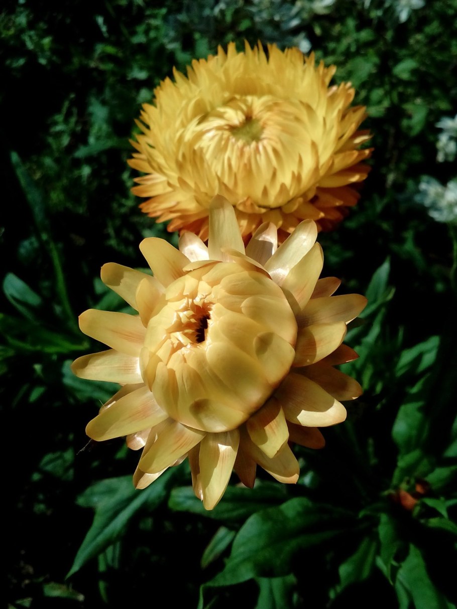 Бессмертник садовый