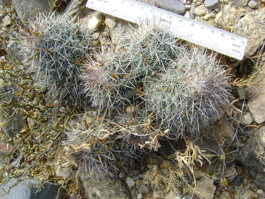 Turbinicarpus lophophoroides