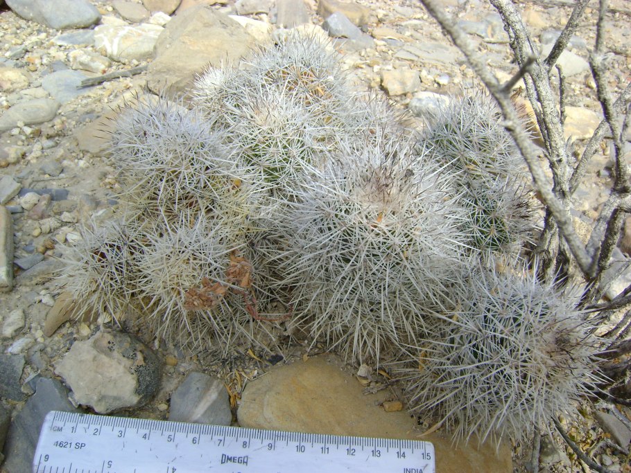 Прививка Turbinicarpus