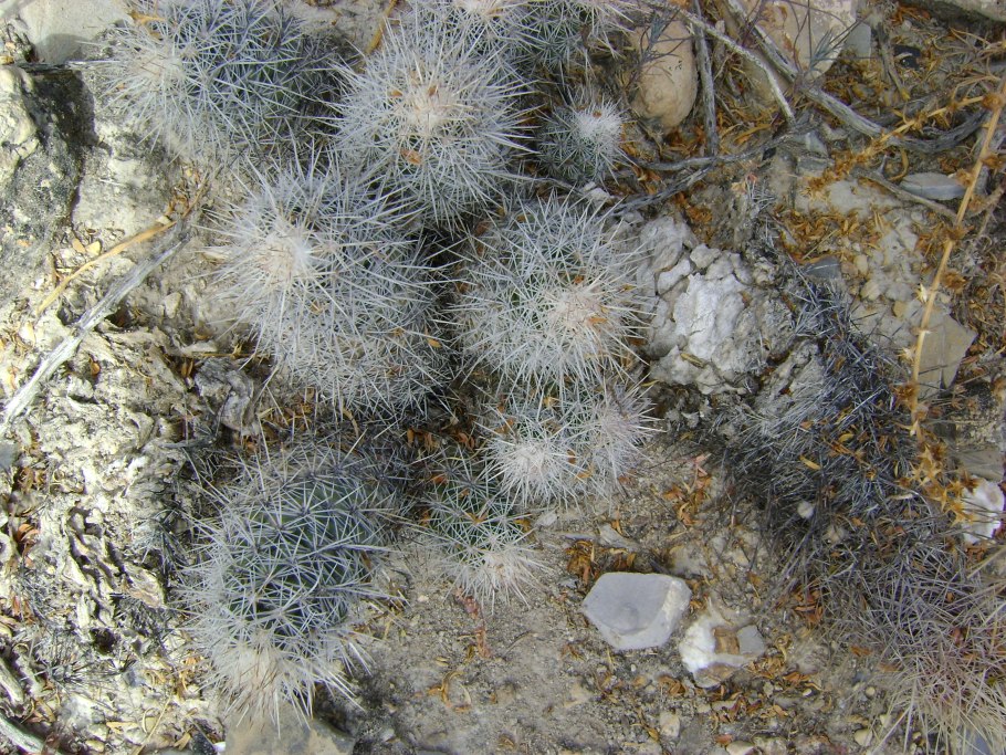 Материнская плата MSI 865gvm2-LS