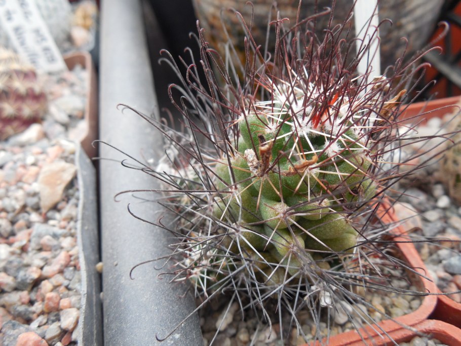 Turbinicarpus swobodae l1499