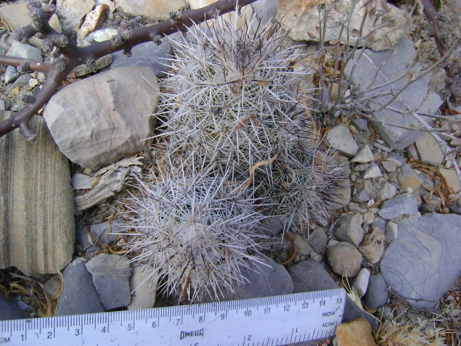 Mammillaria geminispina ssp leucocentra