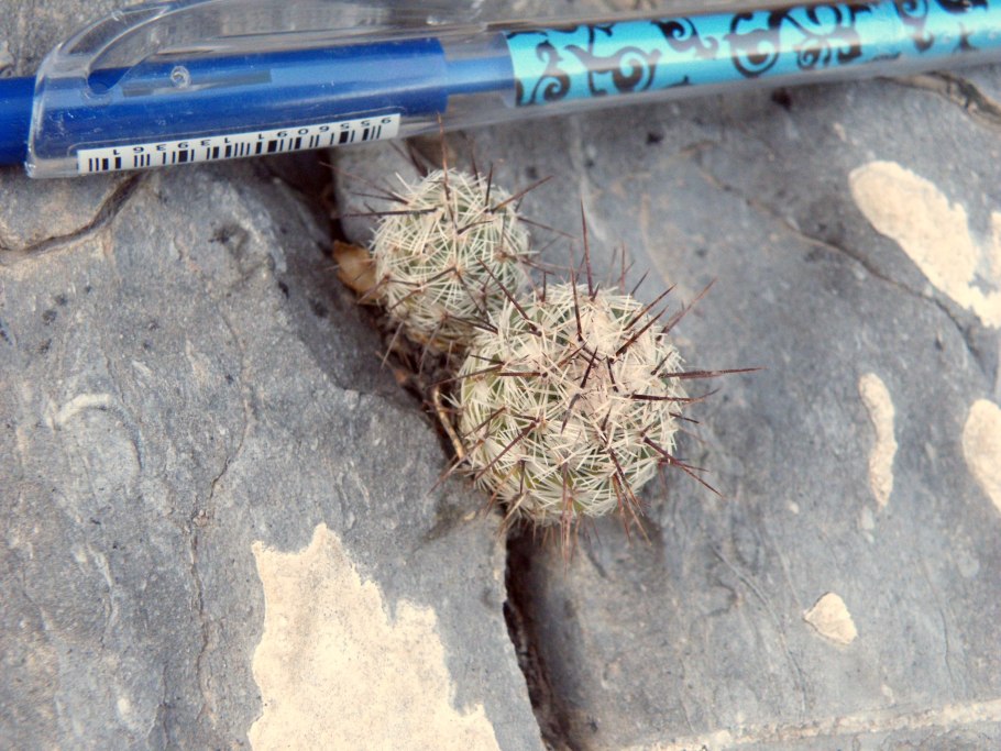 Turbinicarpus dickisoniae