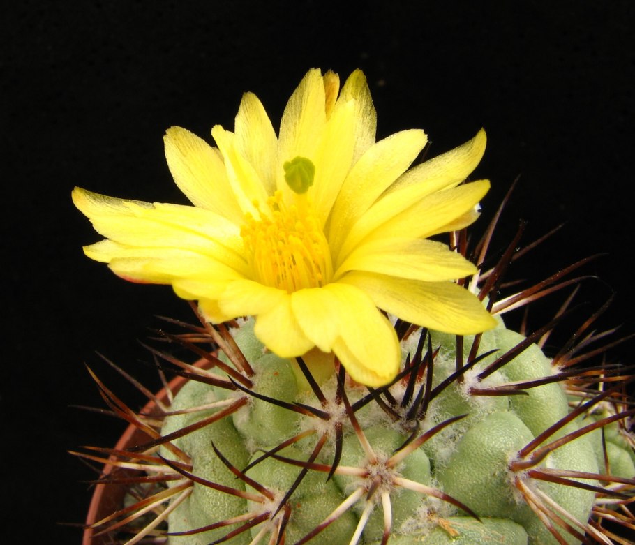 Dolichothele longimamma