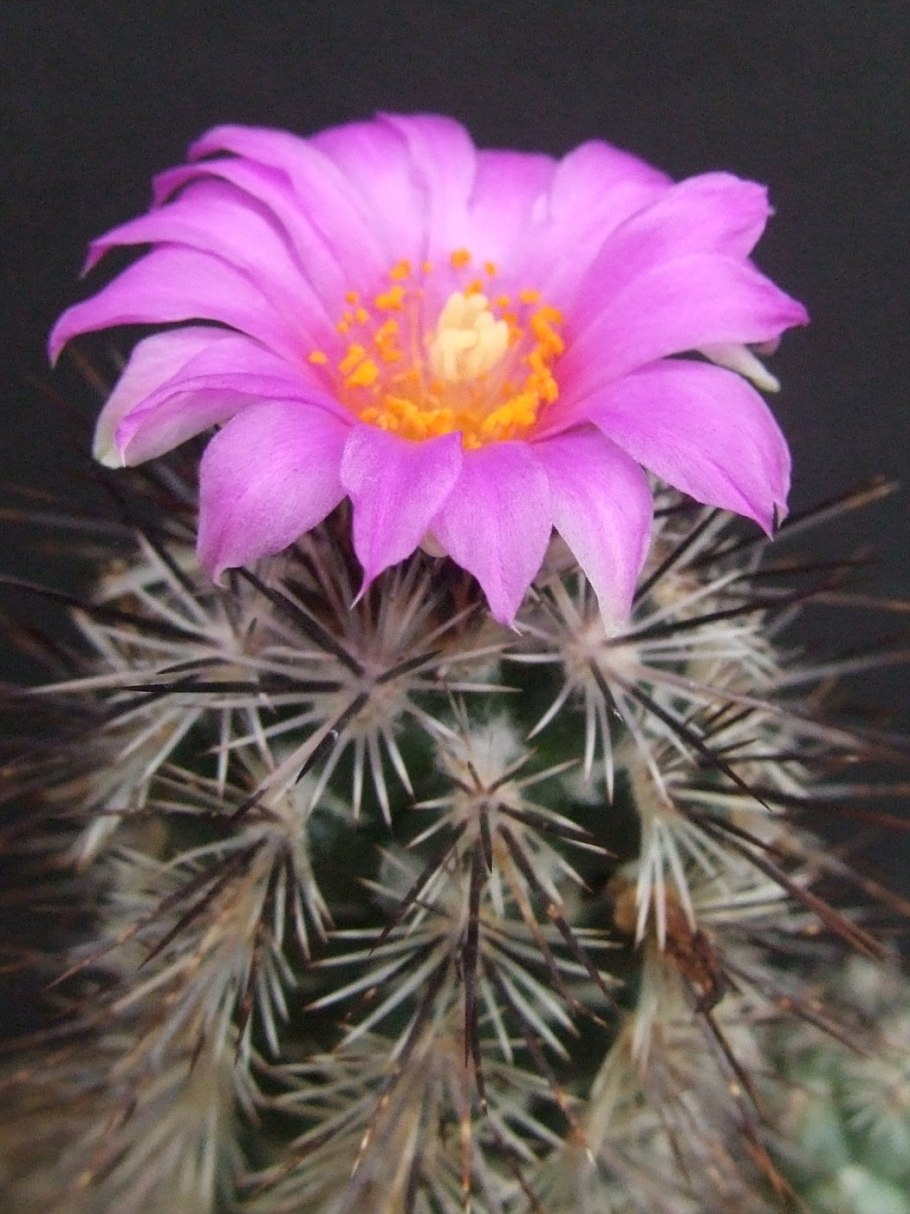 Neolloydia grandiflora