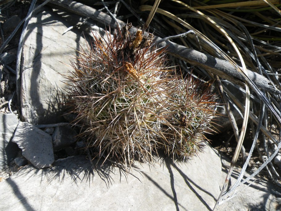 Ортегокактус МАКДУГАЛЛА