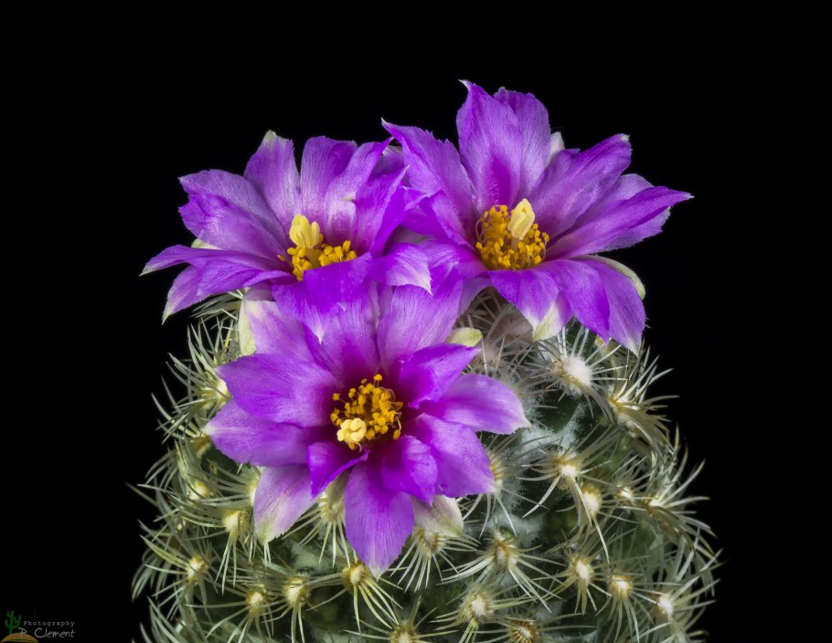 Neobesseya macdougallii