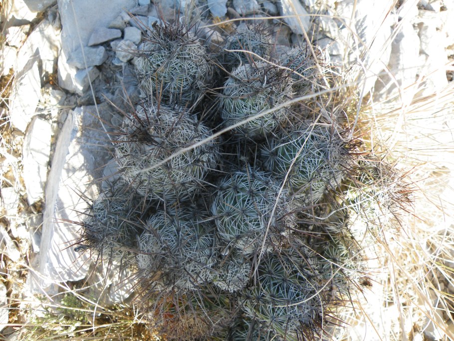 Mammillaria geminispina