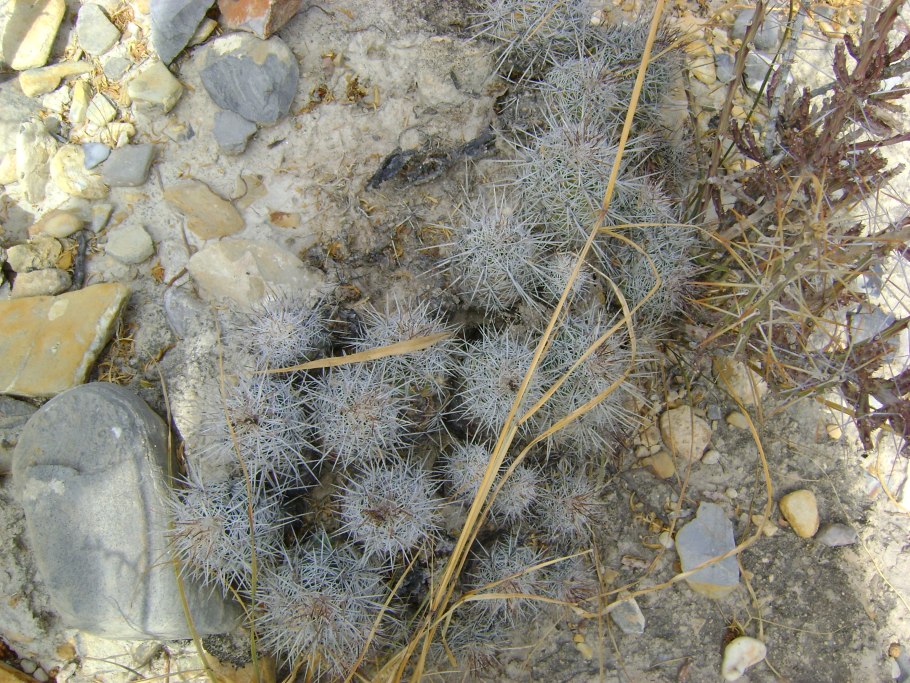 Ortegocactus macdougallii