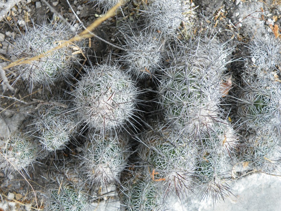 Цератитес среда обитания