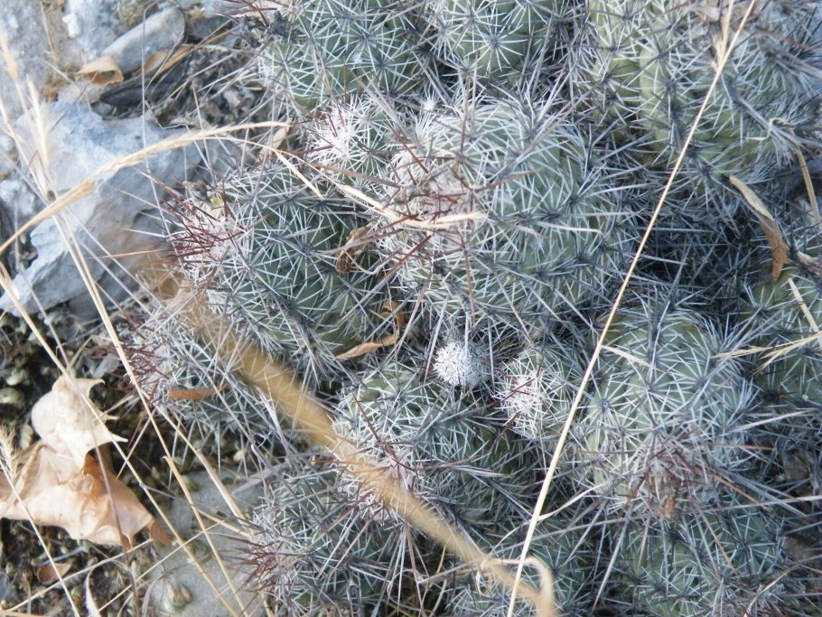 Mammillaria deherdtiana