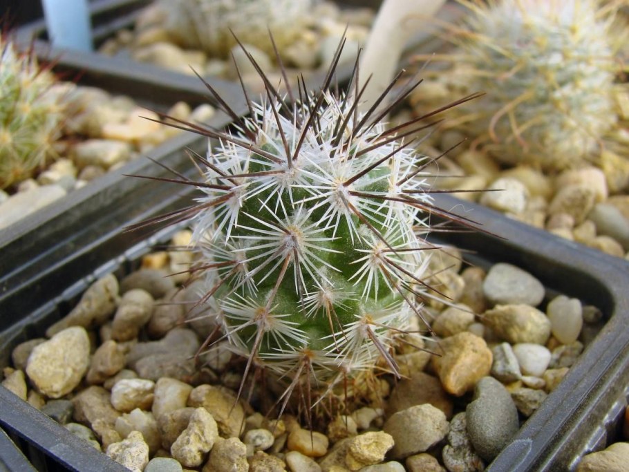 Neolloydia ceratites