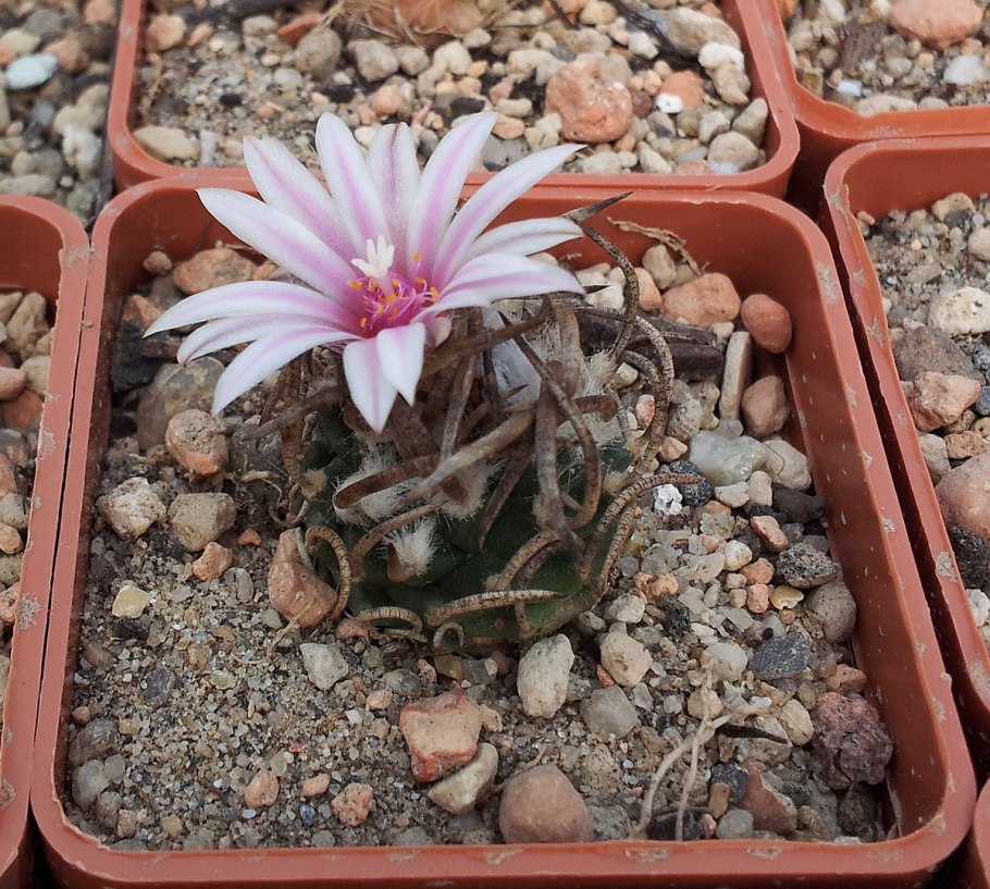 Turbinicarpus schmiedickeanus subsp klinkerianus