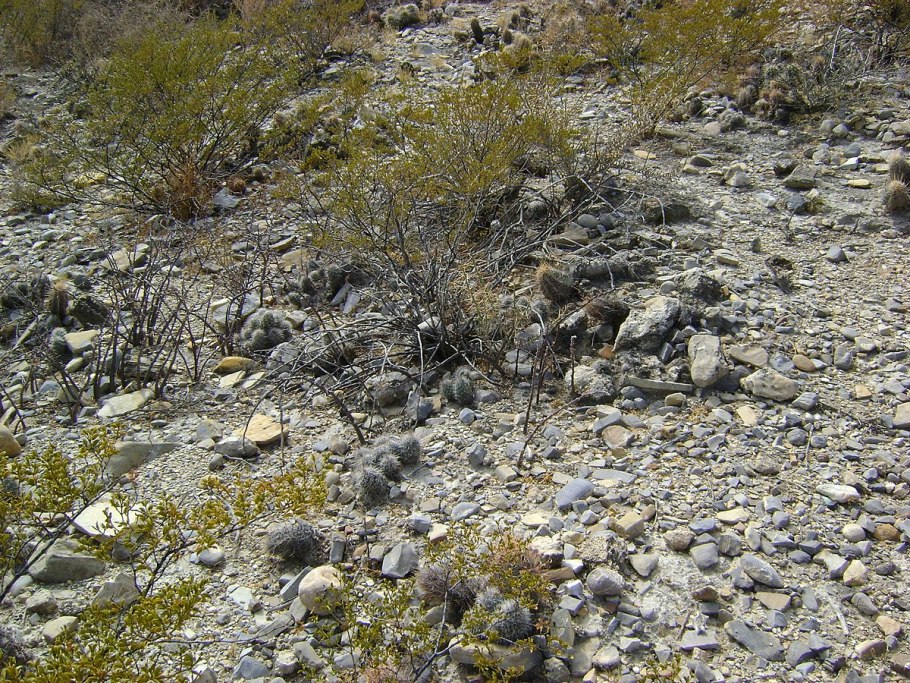 Opuntia polyacantha var hystricina