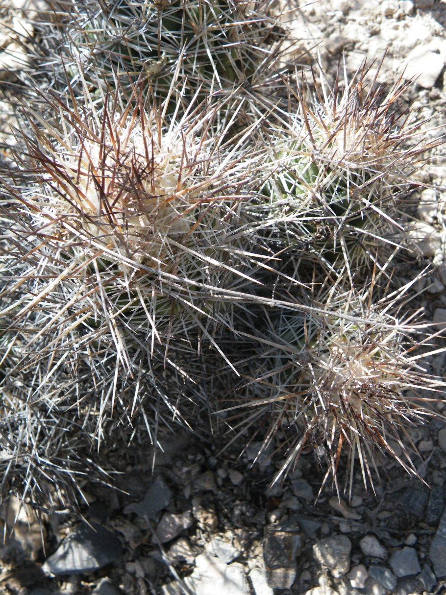 Coryphantha pseudoechinus