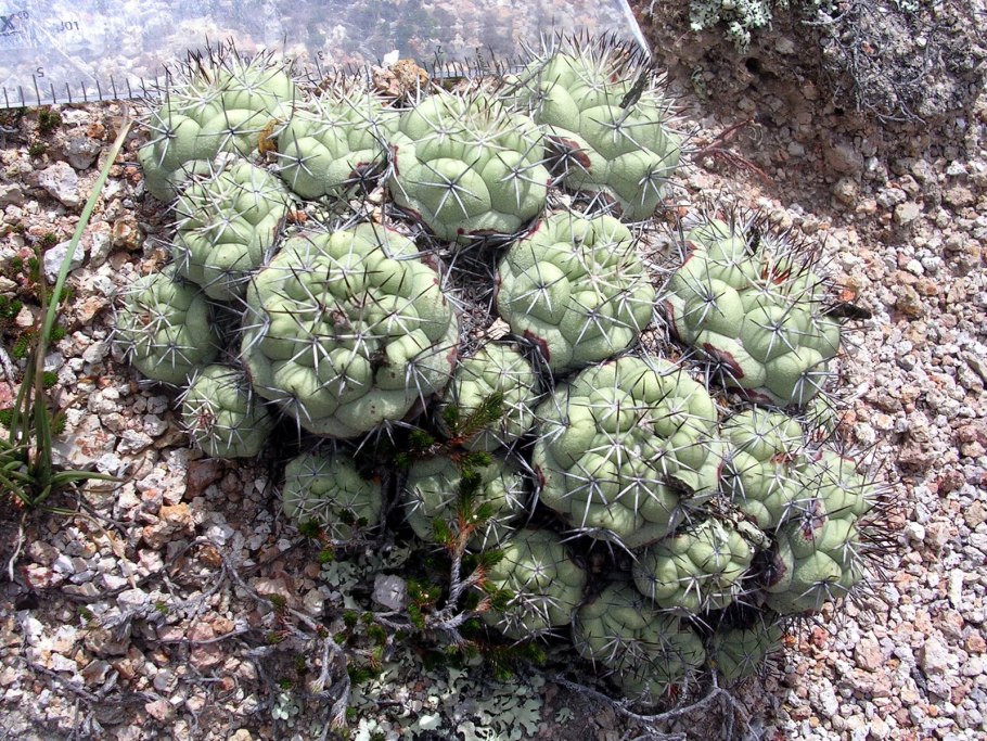 Ortegocactus macdougallii