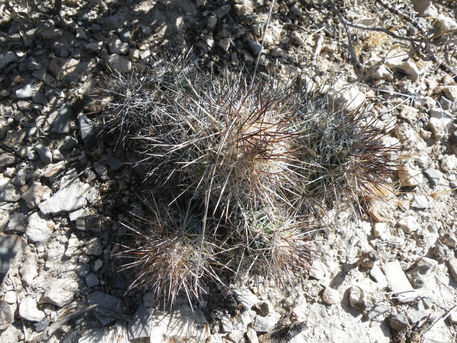 Турбиникарпус flaviflorus