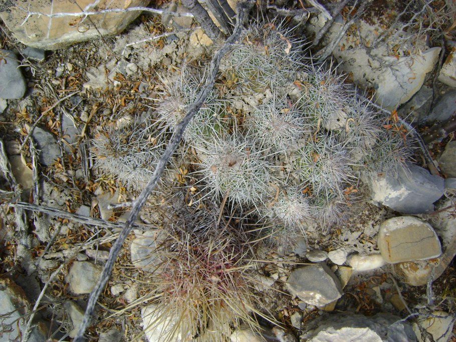 Cactos Cumarinia odorata