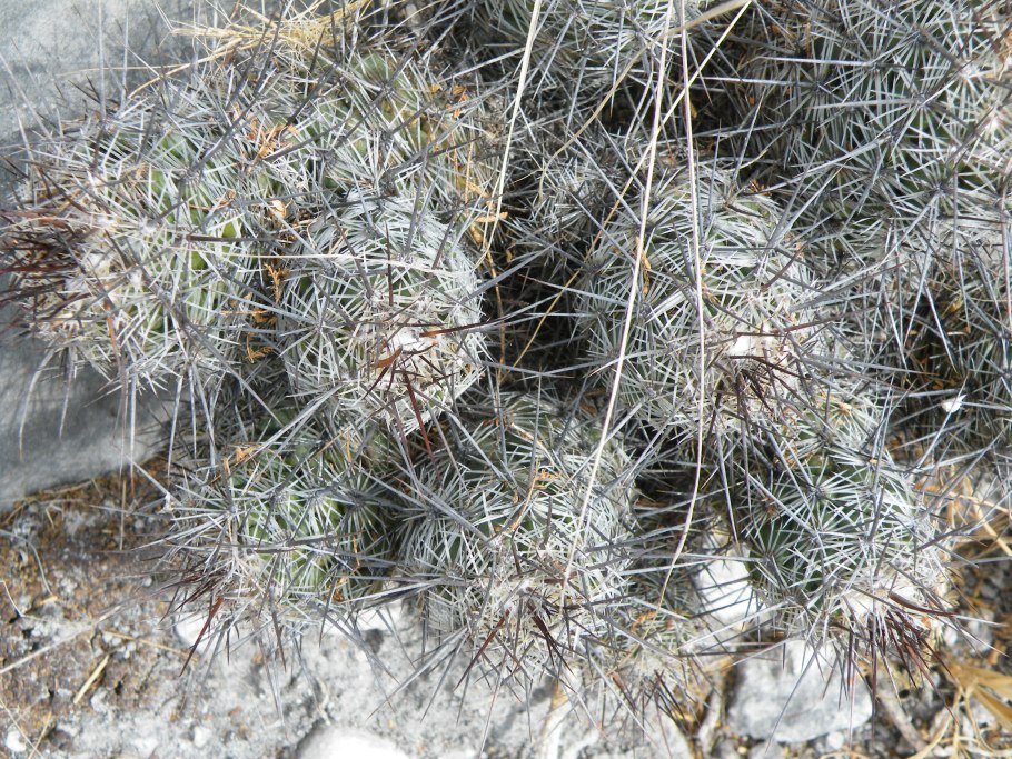 Coryphantha durangensis