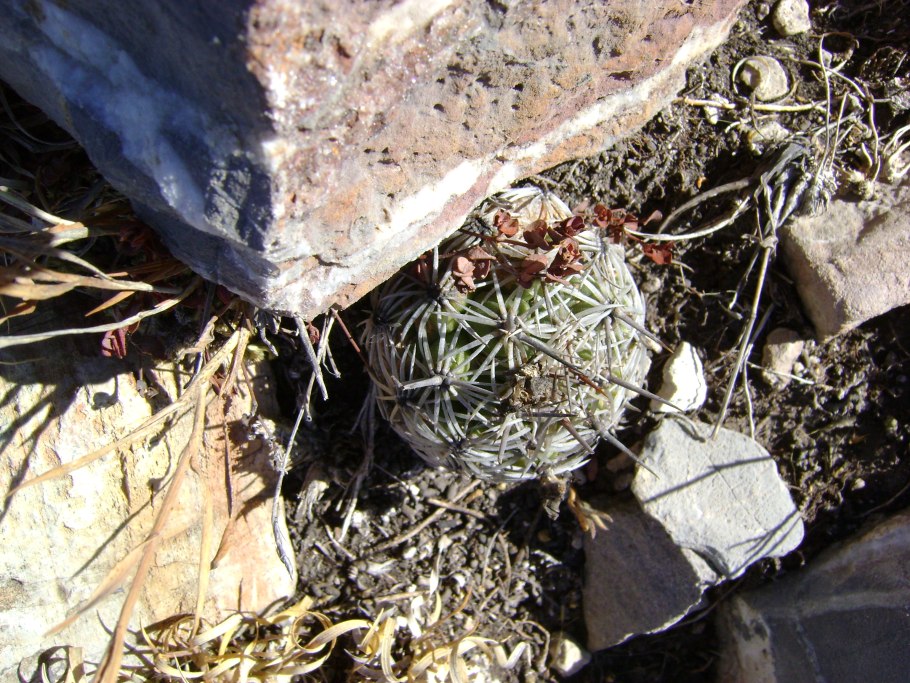 Echinocactus horizonthalonius