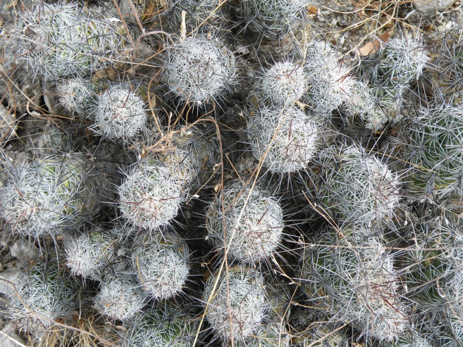 Ortegocactus macdougallii