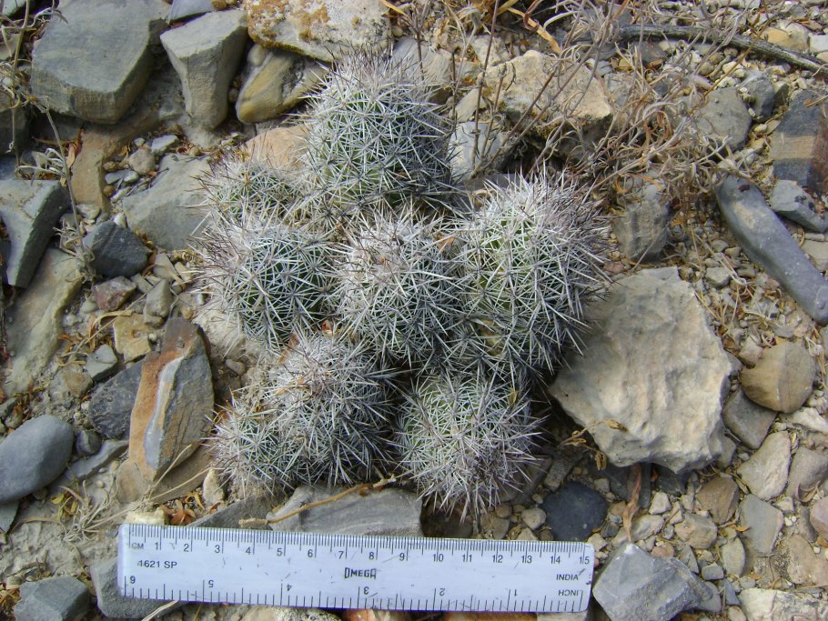 Cumarinia odorata HK 296