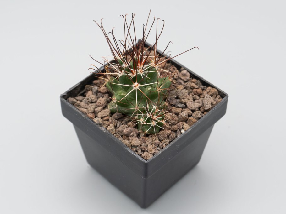 Ferocactus hamatacanthus