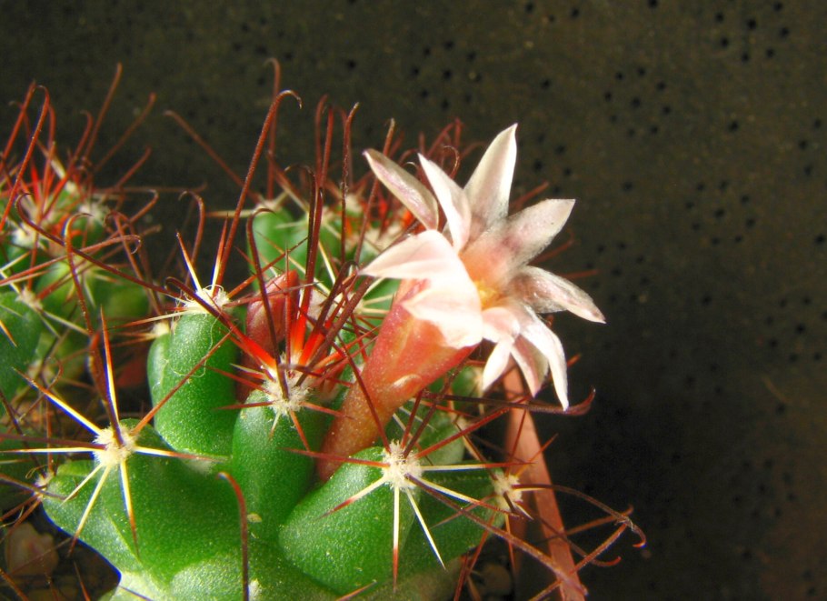 Кактус маммиллярия