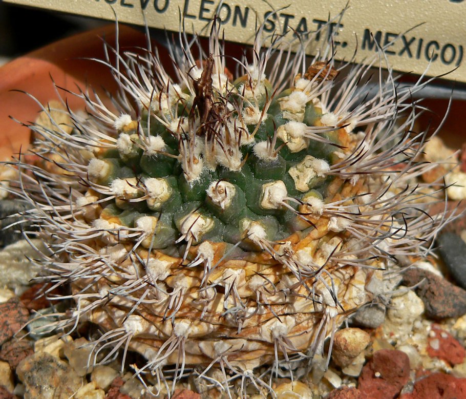 Turbinicarpus swobodae
