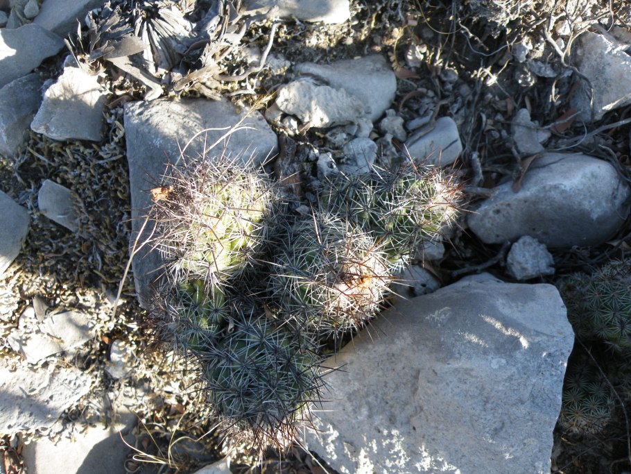 Turbinicarpus schmiedickeanus
