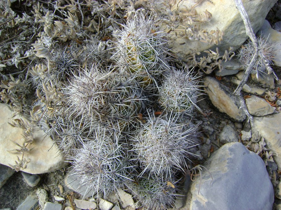 Mediolobivia pygmaea VG-777