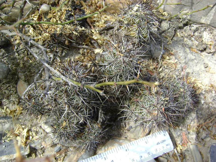 Thelocactus leucacanthus