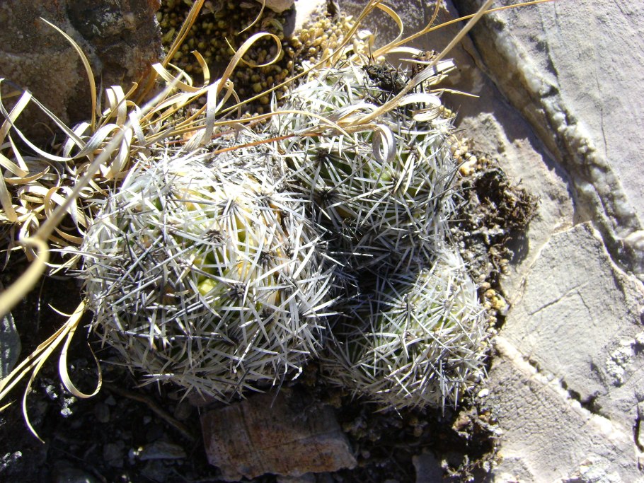 Coryphantha tripugionacantha
