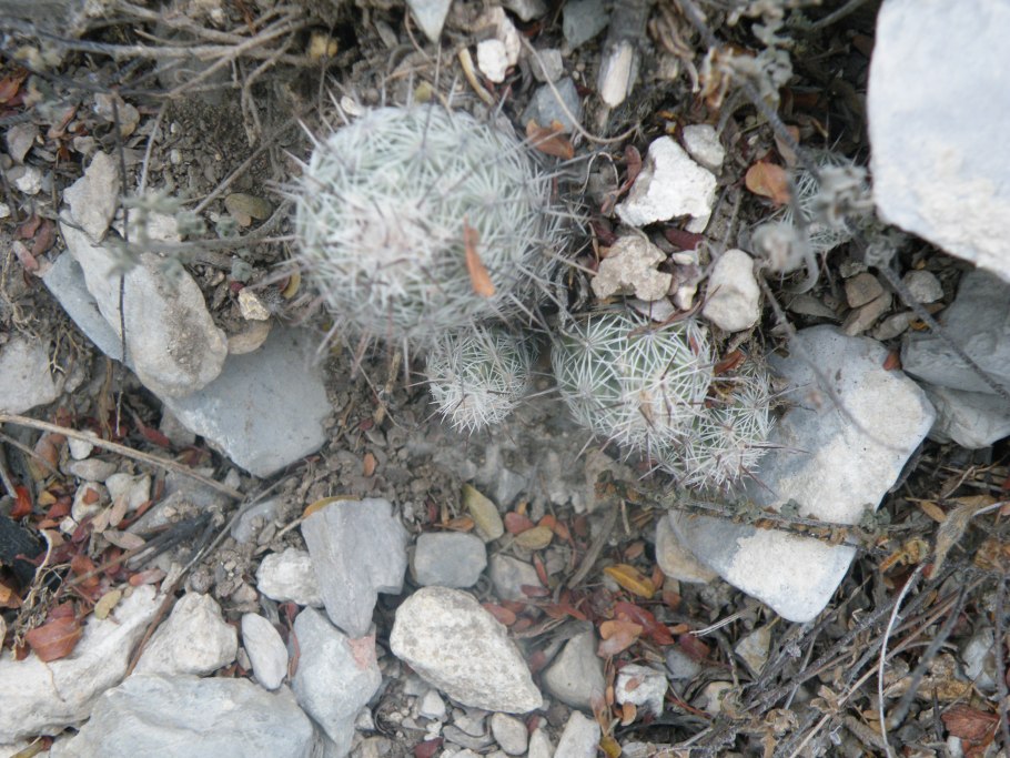 Mammillaria lasiacantha