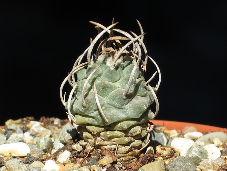 Turbinicarpus schmiedickeanus subsp schwarzii