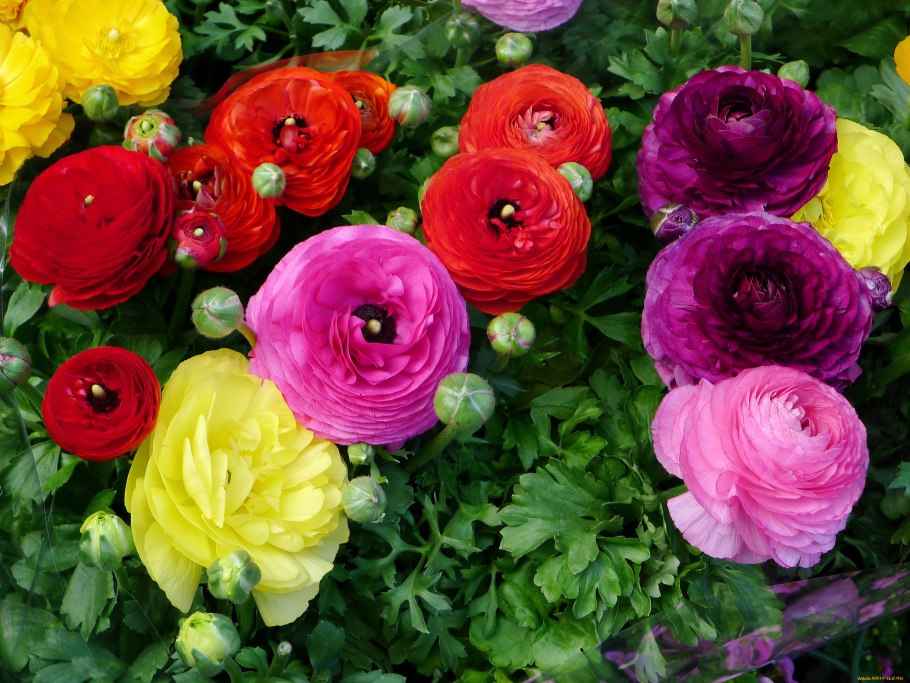 Ranunculus Acris Лютик едкий