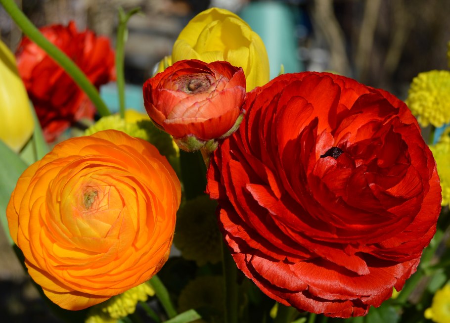 Лютик ранункулюс