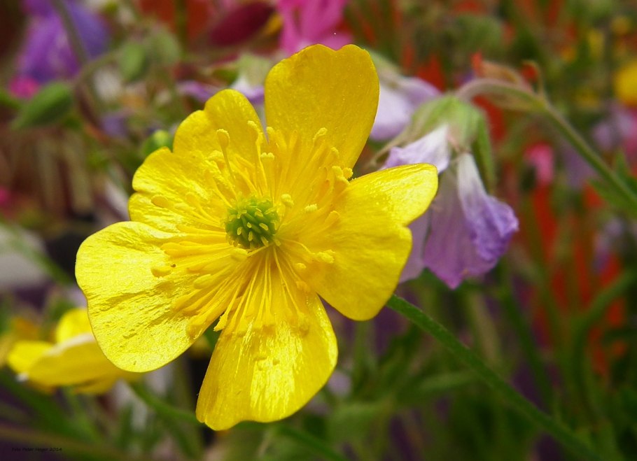 Ranunculus Acris Лютик едкий