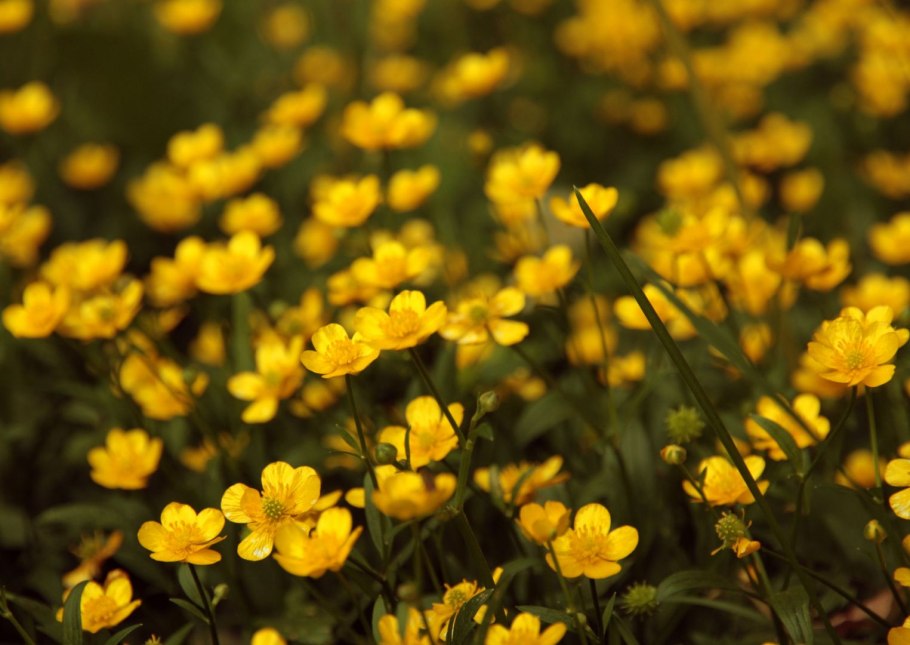 Ranunculus Acris Лютик едкий