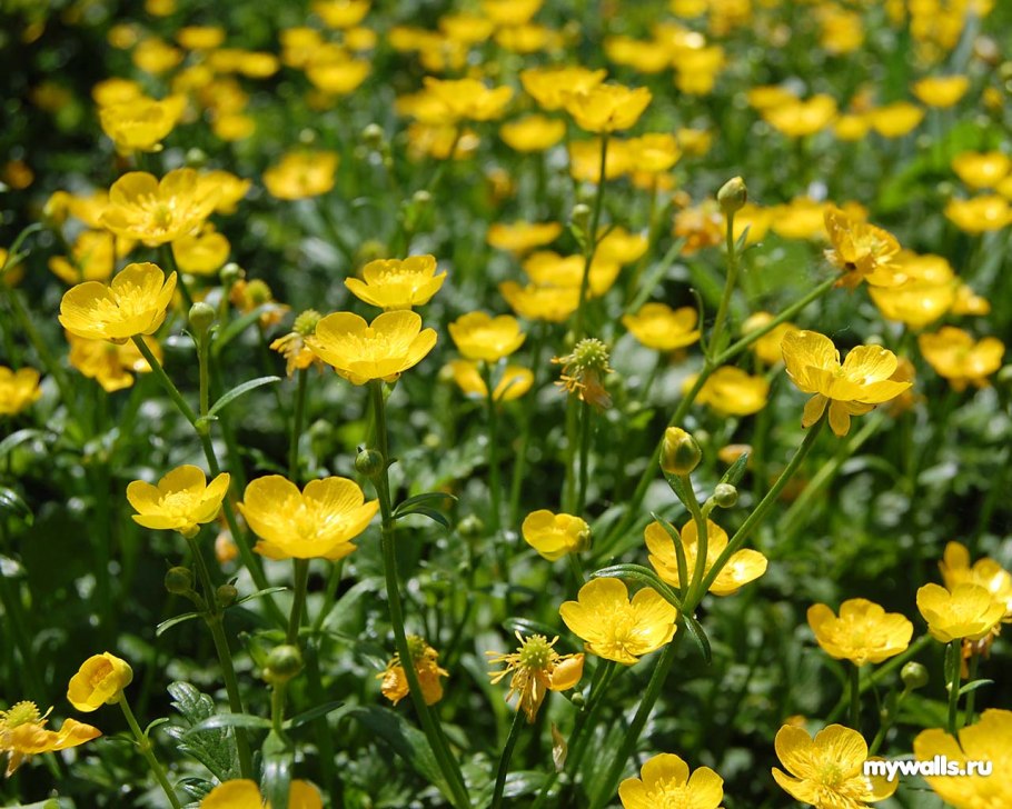 Лютик растение