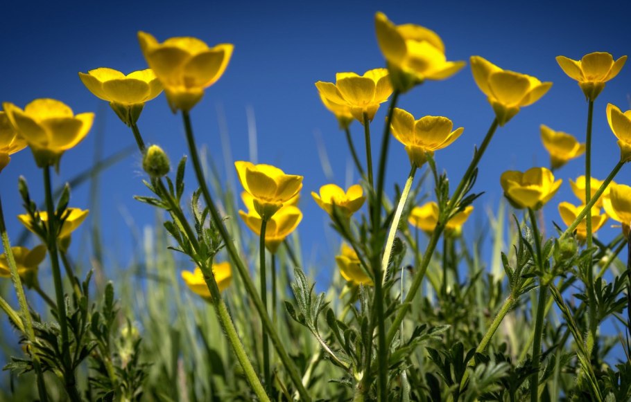 Лютик анемонолистный