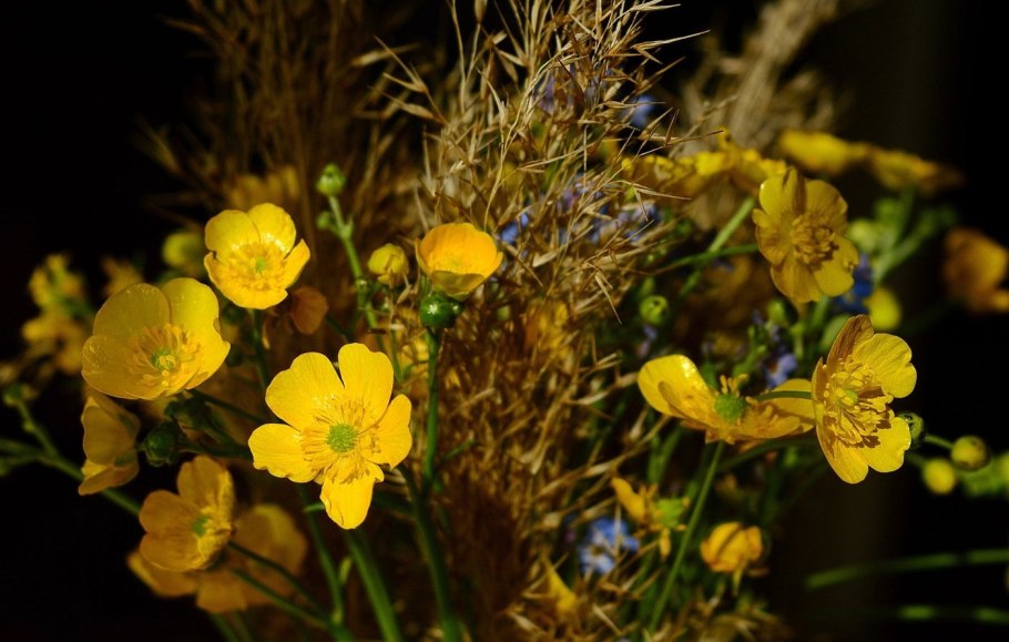 Лютик сибирский