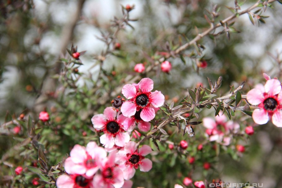 Leptospermum scoparium