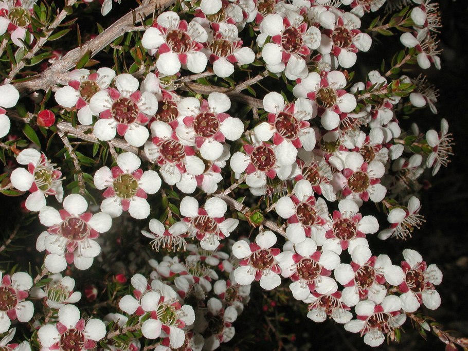Leptospermum Rubinette