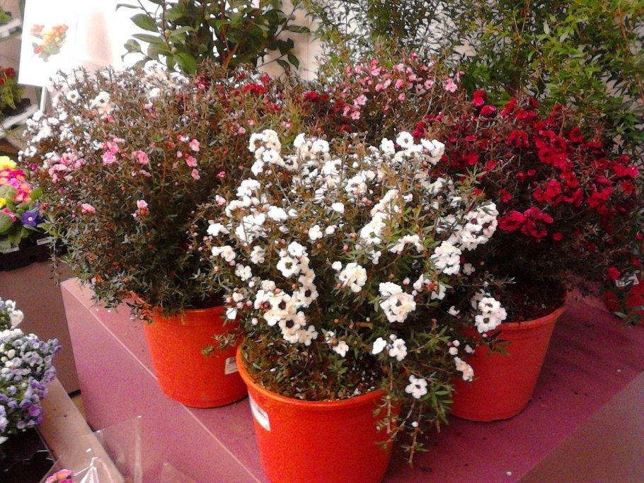 Leptospermum scoparium