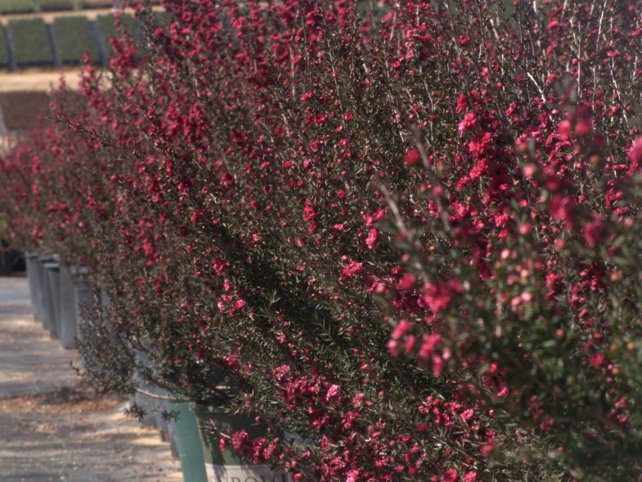 Манука (Leptospermum scoparium)