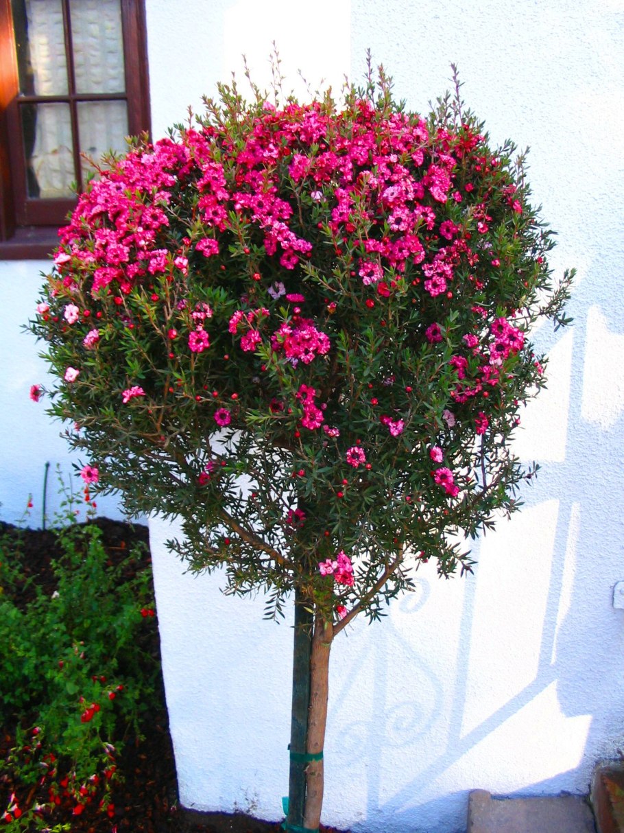 Leptospermum lanigerum